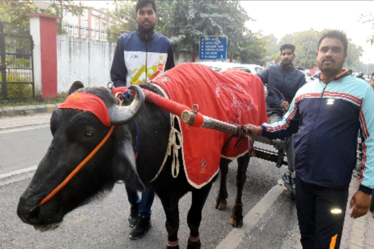 Farmers came out to Ganga Snann: Long queues of beautiful and traditional bullock carts start arriving at ghaats
