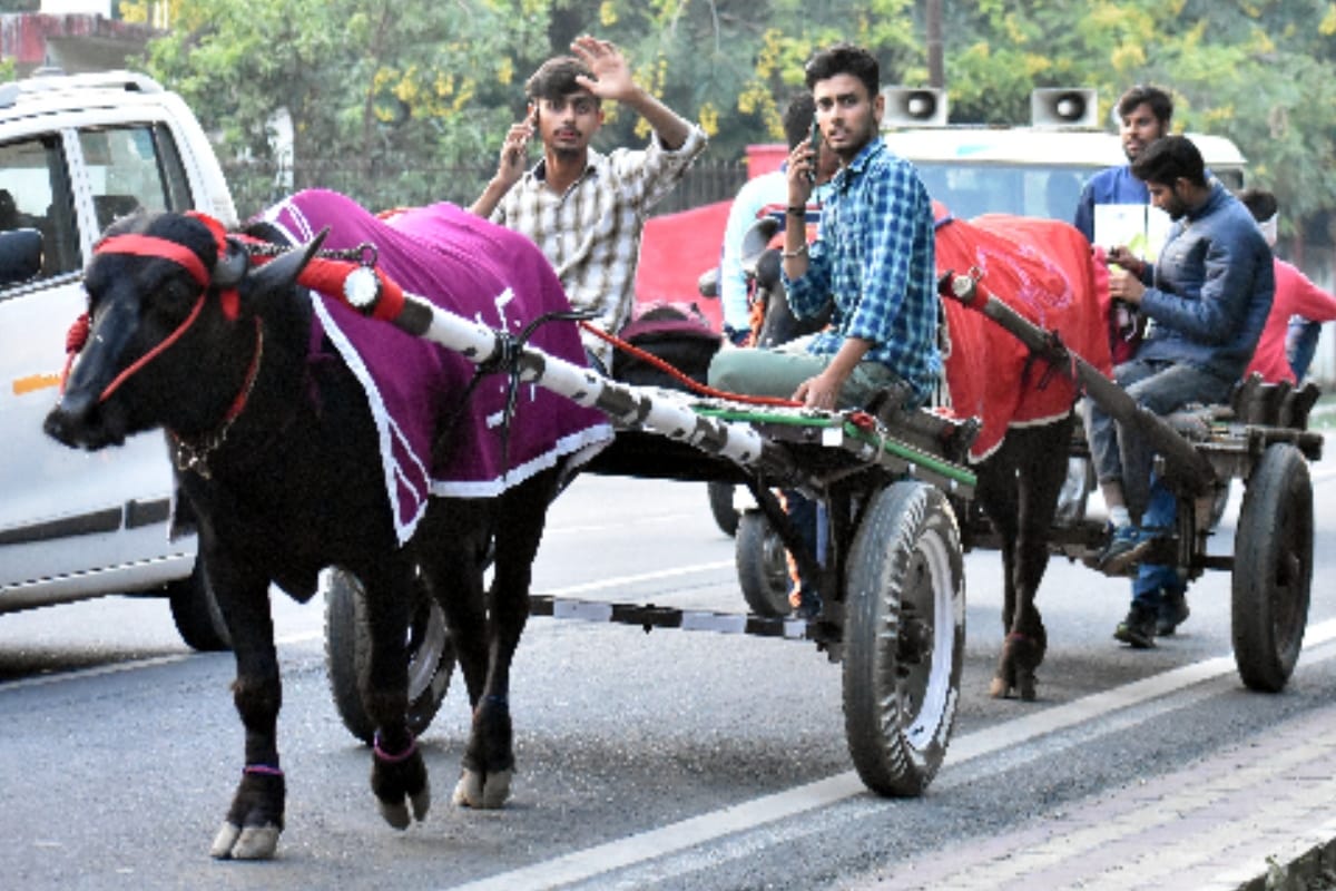 Farmers came out to Ganga Snann: Long queues of beautiful and traditional bullock carts start arriving at ghaats