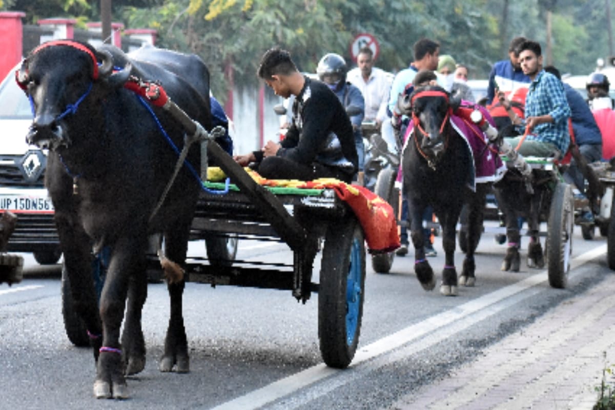 Farmers came out to Ganga Snann: Long queues of beautiful and traditional bullock carts start arriving at ghaats