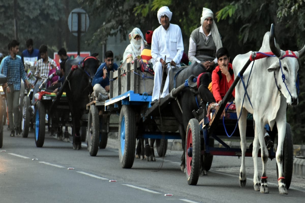 Farmers came out to Ganga Snann: Long queues of beautiful and traditional bullock carts start arriving at ghaats