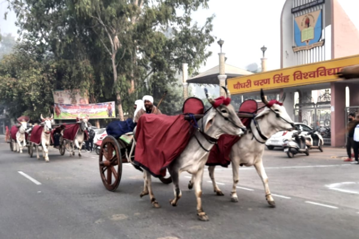 Farmers came out to Ganga Snann: Long queues of beautiful and traditional bullock carts start arriving at ghaats