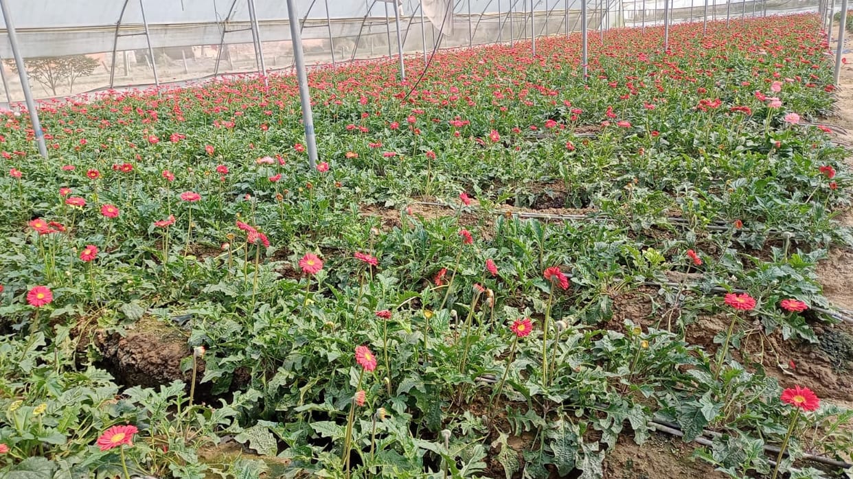 The faces of the flower growers bloomed with good expressions