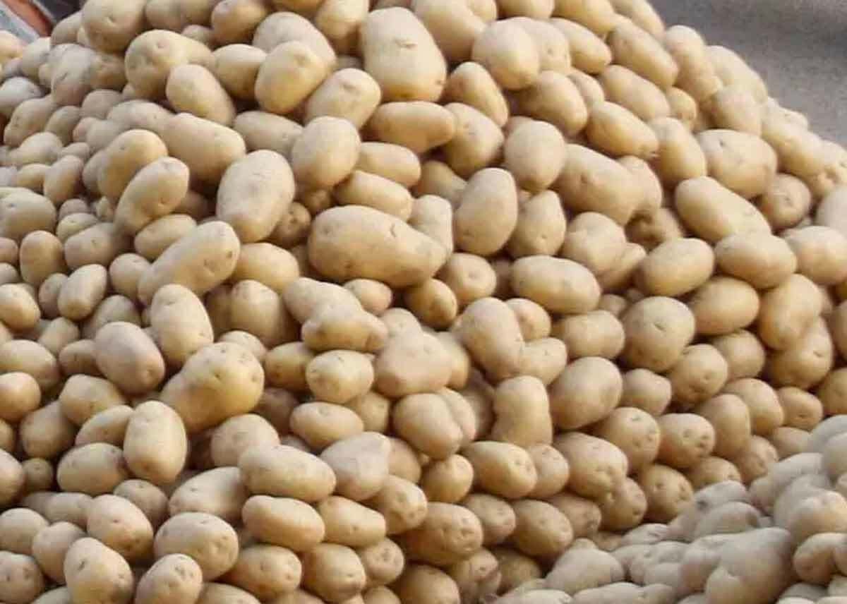 Potato acreage will decrease, cold store operators' trouble will increase
