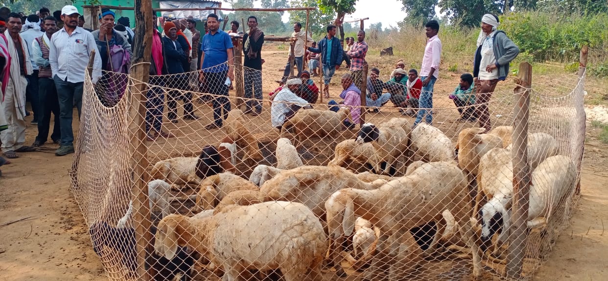Sonbhadra: 25 stolen sheep recovered