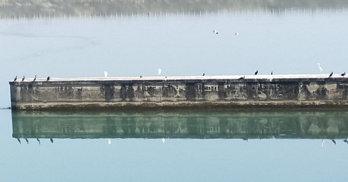 Guest birds arrived at Hathnikund barrage, Yamunanagar