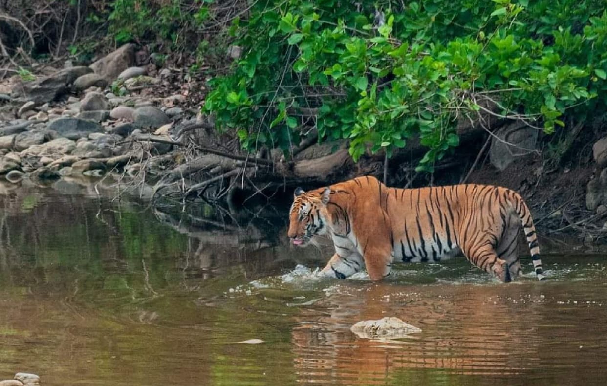 Katarniaghat will open today, tourists will take a walk