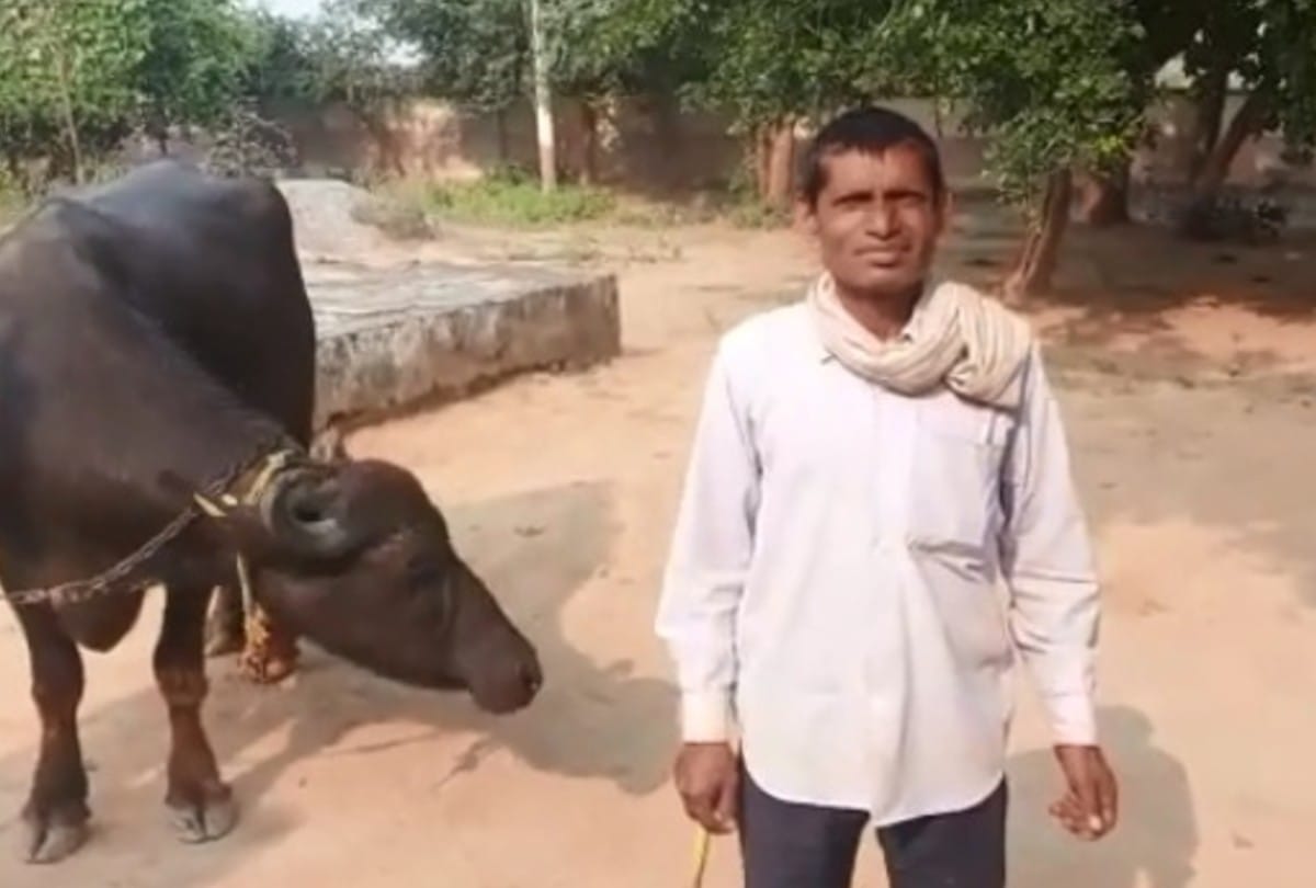 Strange case came in front of the police in bhind madhya pradesh, farmer reached the police station with a buffalo