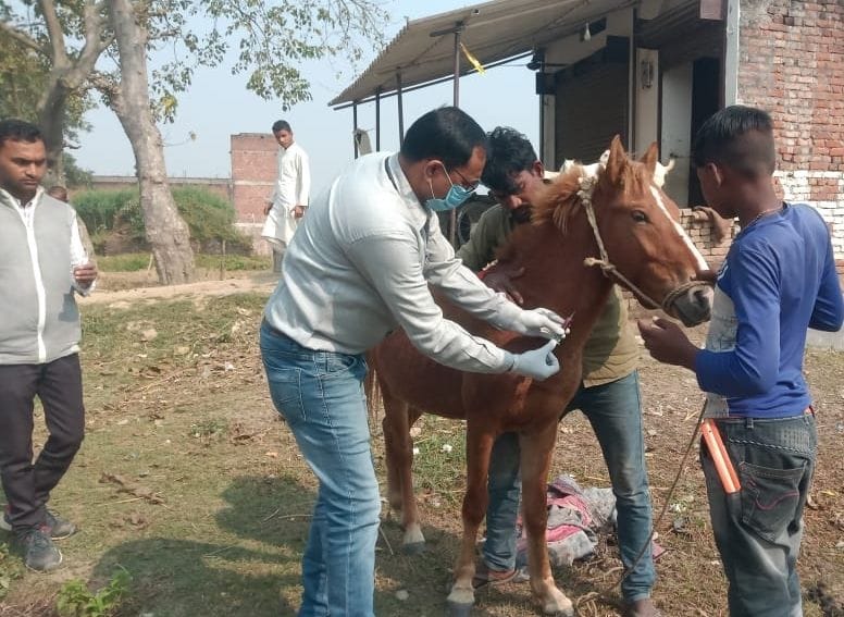 horse blood taken in fear of glanders