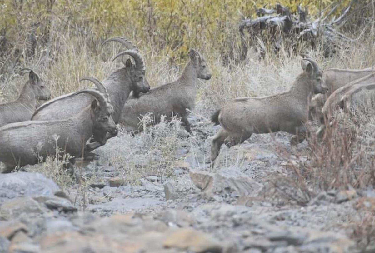 ibex moved to Miyar Valley in lahaul intense cold condition in Lahaul-Spiti water bodies freeze