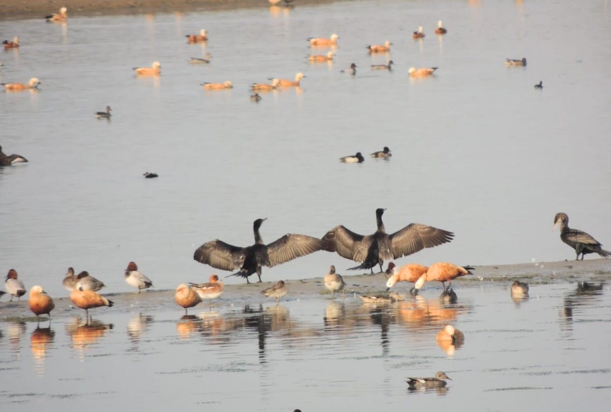 Himachal News: more than 3100 Migratory birds reached asan conservation reserve wetland