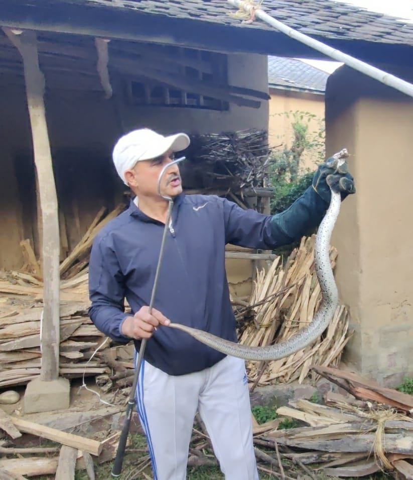 Rasal Viper species poisonous snake caught alive in Karot