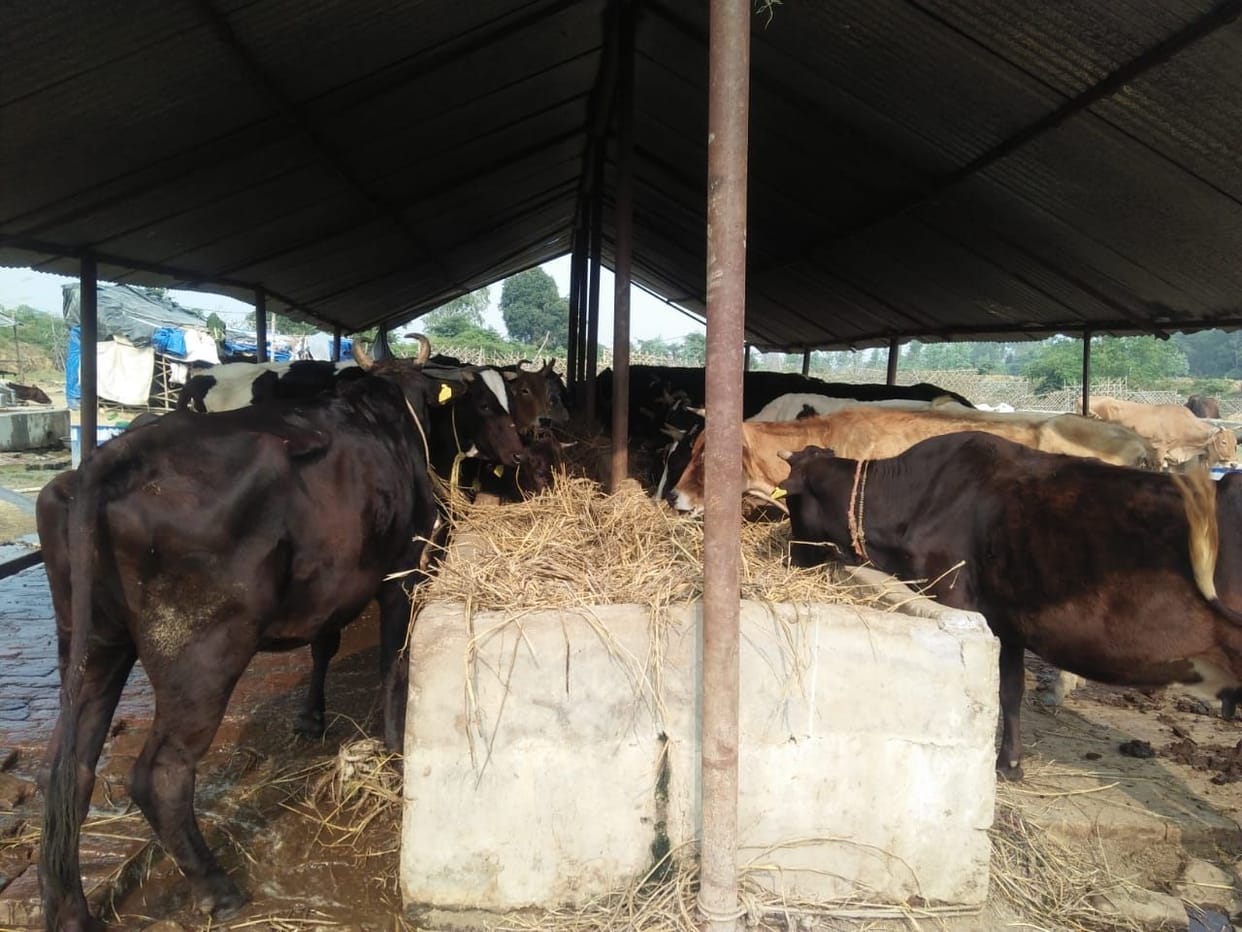 No tarpaulin for cows, keep chill in winter, care takers did not get honorarium for three months