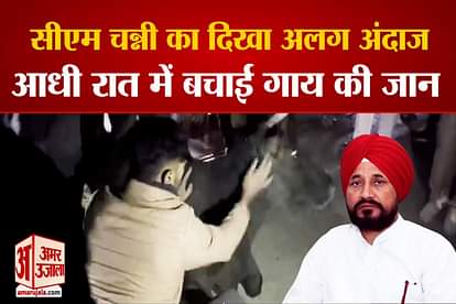 punjab cm charanjit singh lead cow rescue operation at midnight