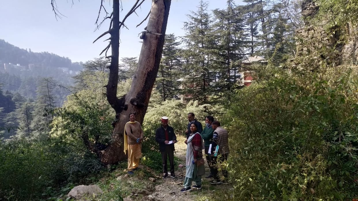 Dangerous trees will be cut before snowfall