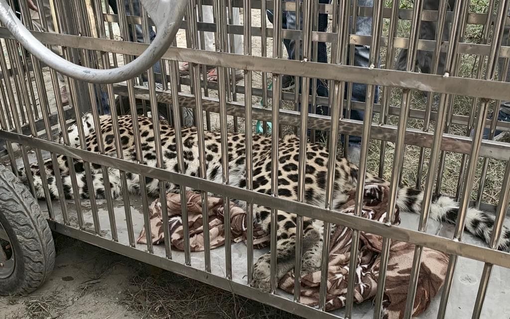 Leopard Catched in Kelakheda