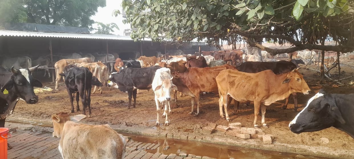 Animals dying due to mismanagement, bodies being thrown in the pit