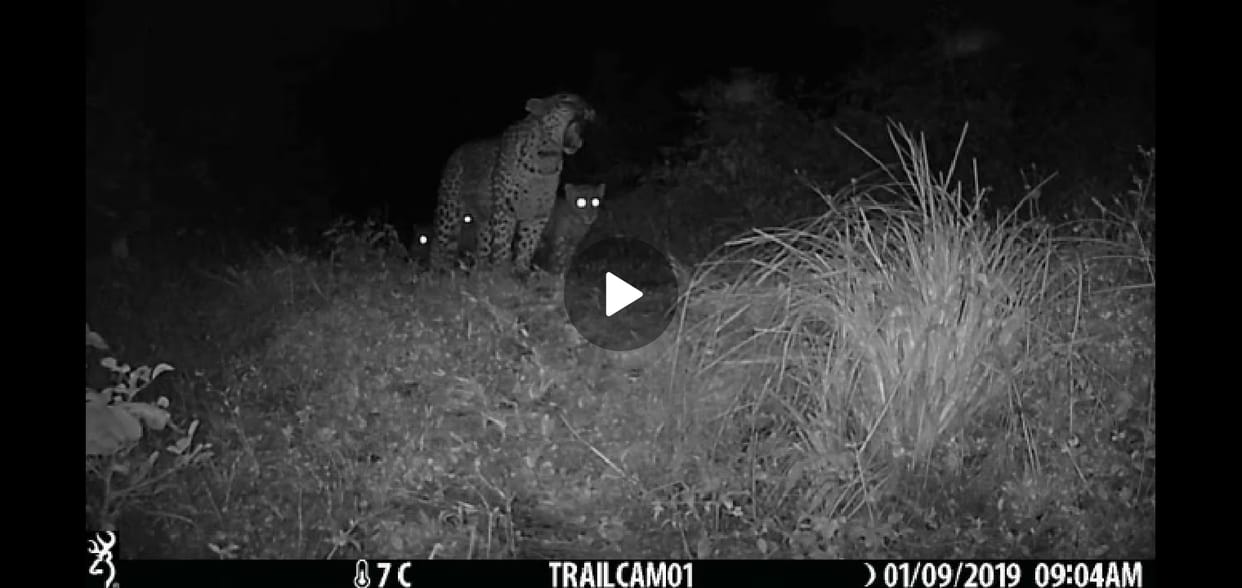 Five leopards caught on camera in Kanlog forest