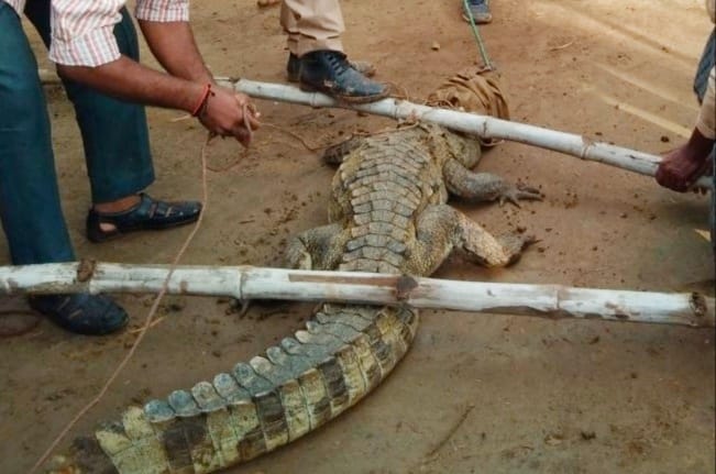 Seven feet long crocodile caught near the drain
