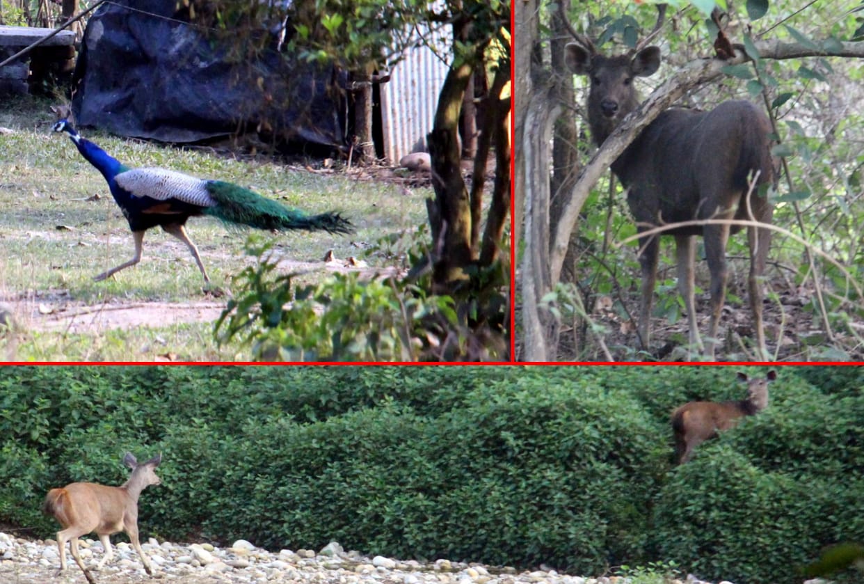 uttarakhand news: Rajaji Tiger Reserve opened for tourists, on the first day birds and wildlife sighted, see photos