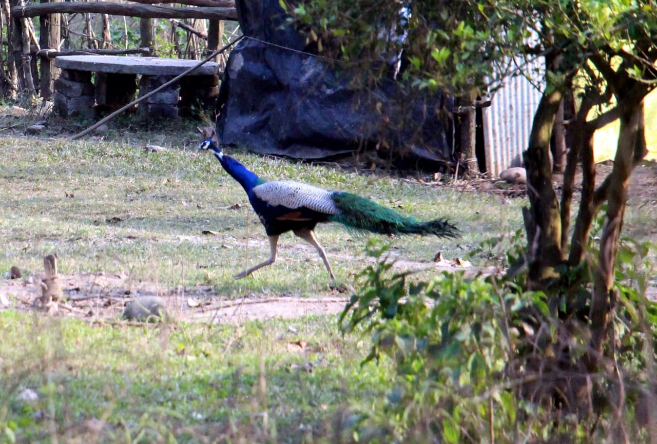 uttarakhand news: Rajaji Tiger Reserve opened for tourists, on the first day birds and wildlife sighted, see photos
