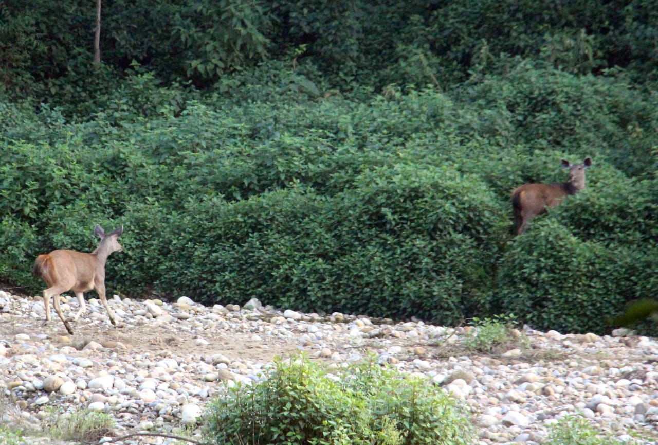 uttarakhand news: Rajaji Tiger Reserve opened for tourists, on the first day birds and wildlife sighted, see photos