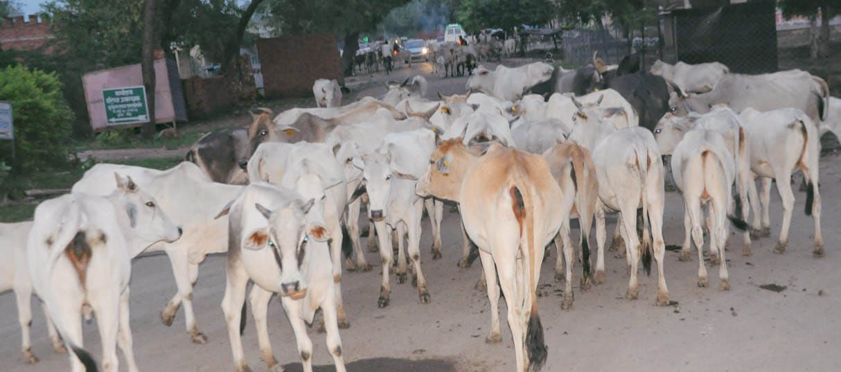 The breed of indigenous cows of Bundelkhand will change