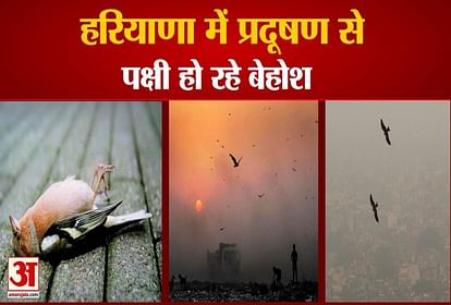 Bird Infected Pollution In Haryana