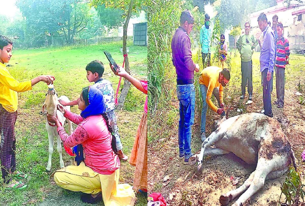 Nasir saves the lives of injured cow and calf in agra