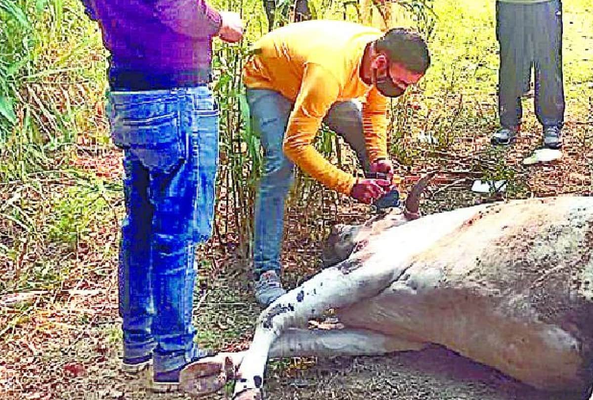 Nasir saves the lives of injured cow and calf in agra