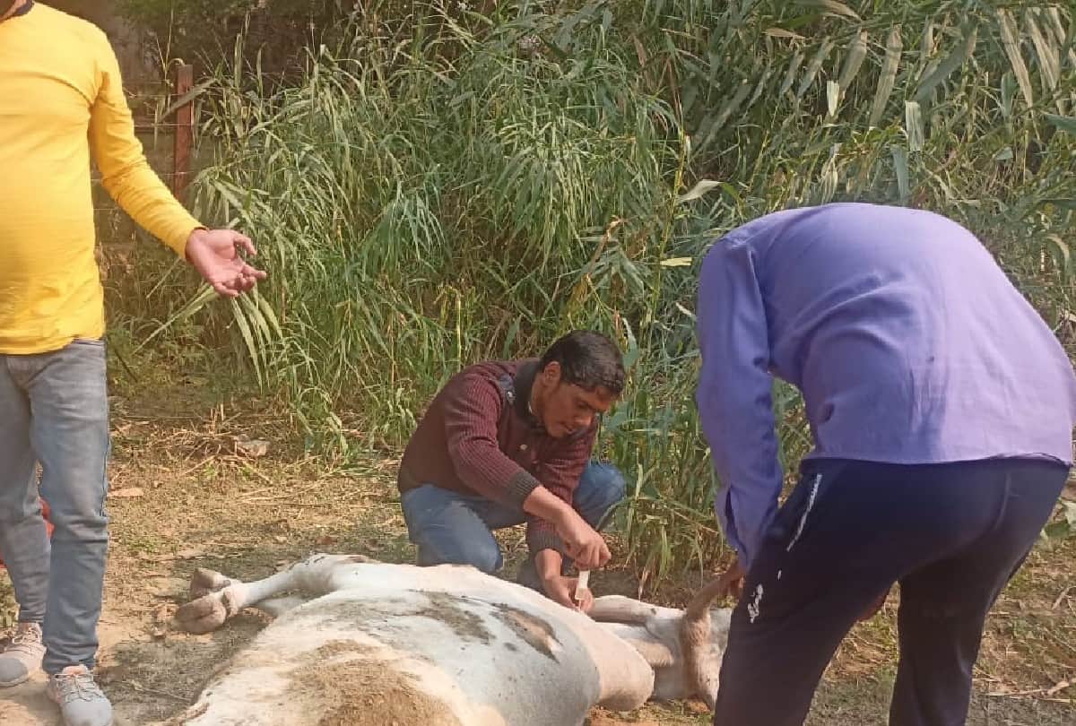 Nasir saves the lives of injured cow and calf in agra