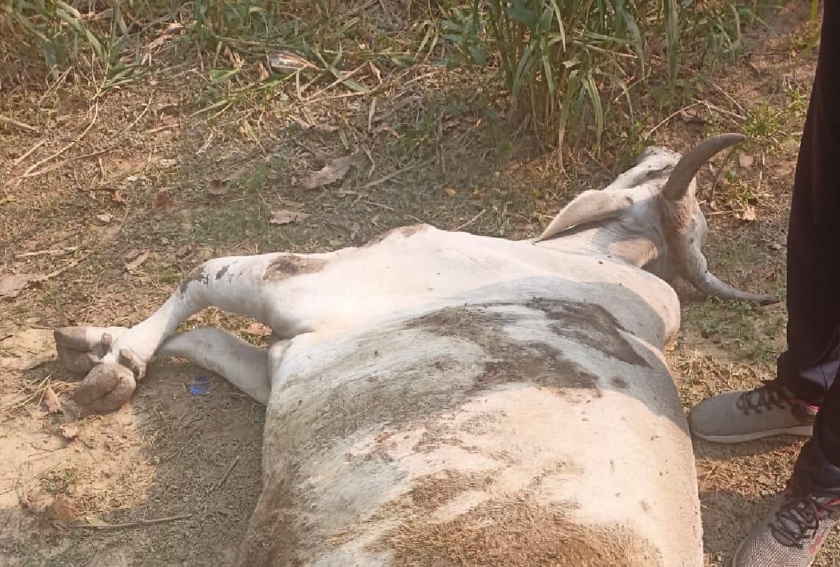 Cruelty with cattle in Banda, jaw blown by explosives