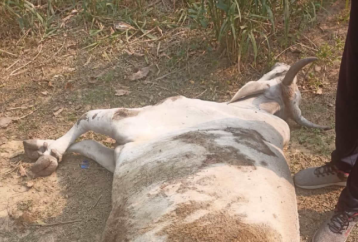 Nasir saves the lives of injured cow and calf in agra
