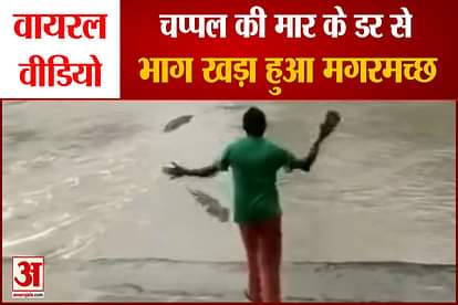 Crocodile ran away in fear of being hit by slippers, video went viral