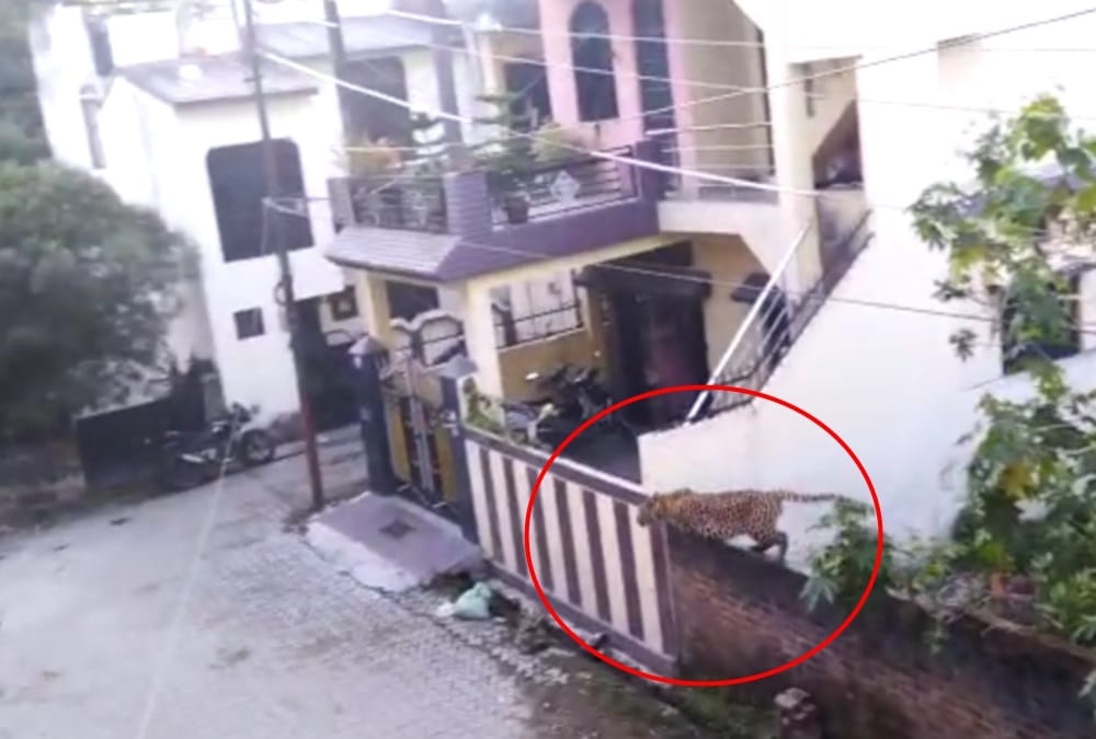 Uttarakhand News: Leopard seen in Awas Vikas rishikesh Colony in Early Morning