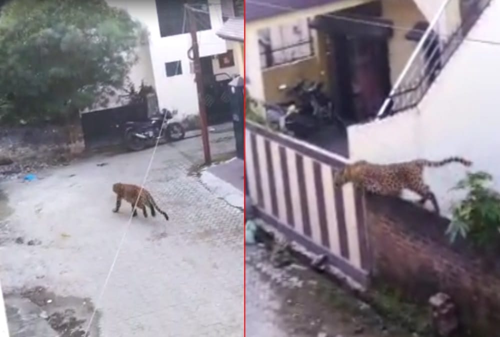Rishikesh News: People Panic after seen Leopard Wandering in Awas Vikas Colony Photos