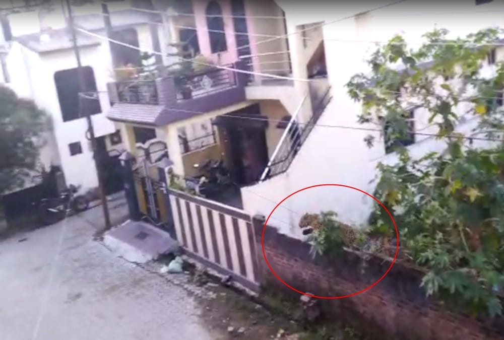 Rishikesh News: People Panic after seen Leopard Wandering in Awas Vikas Colony Photos