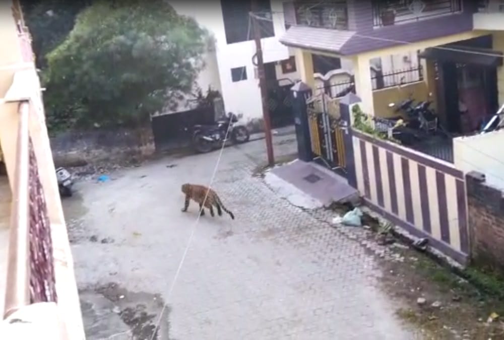 Rishikesh News: People Panic after seen Leopard Wandering in Awas Vikas Colony Photos