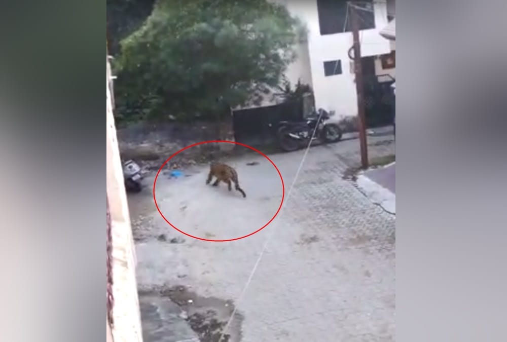 Rishikesh News: People Panic after seen Leopard Wandering in Awas Vikas Colony Photos