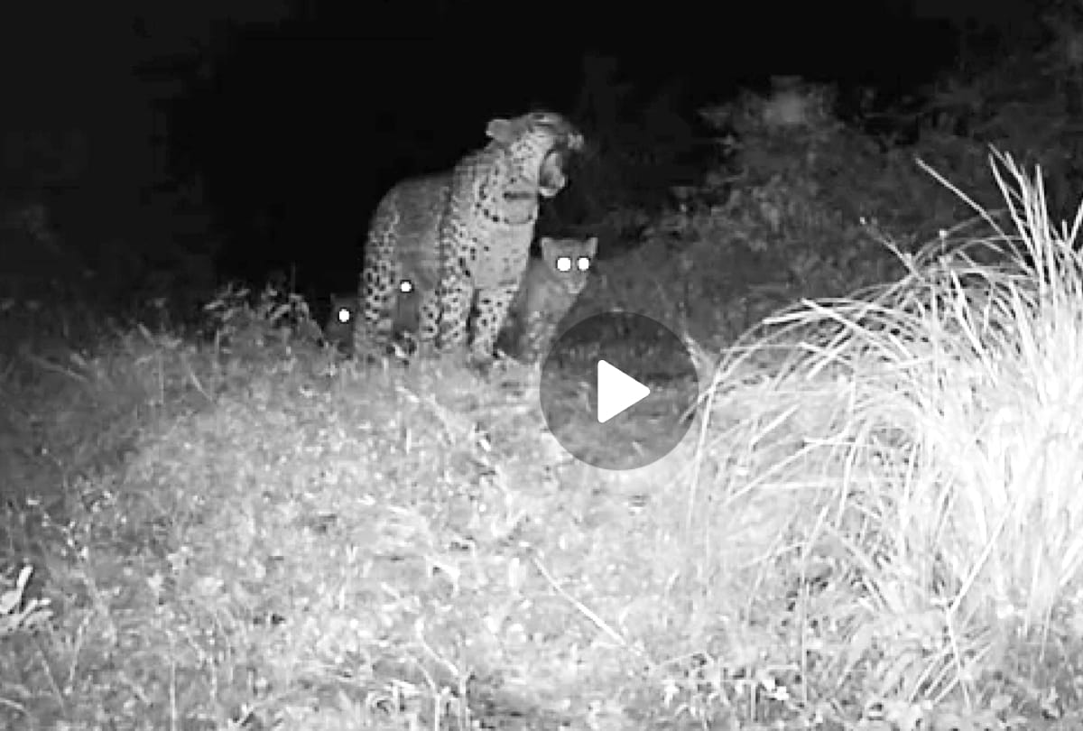 shimla news: five leopard movement recorded in camera in Kanlog forest shimla himachal pradesh