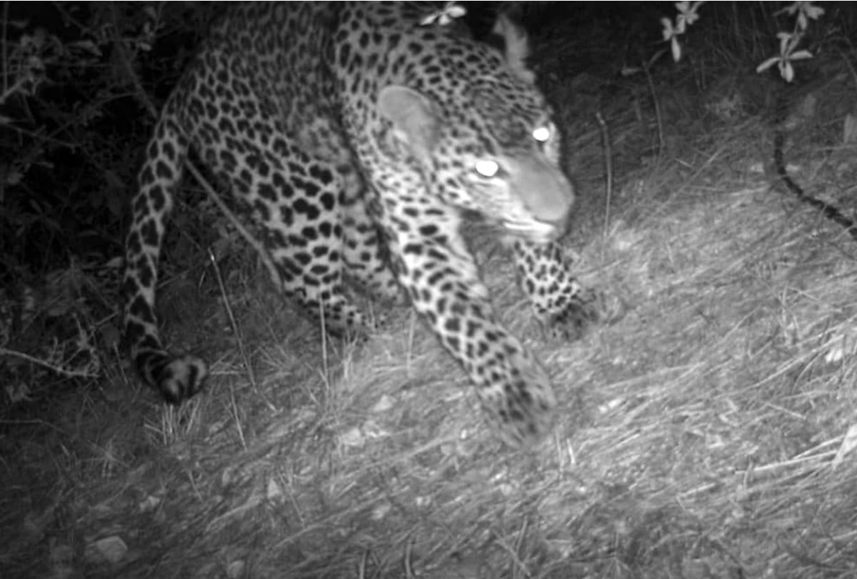 After killing child leopard preyed on cow