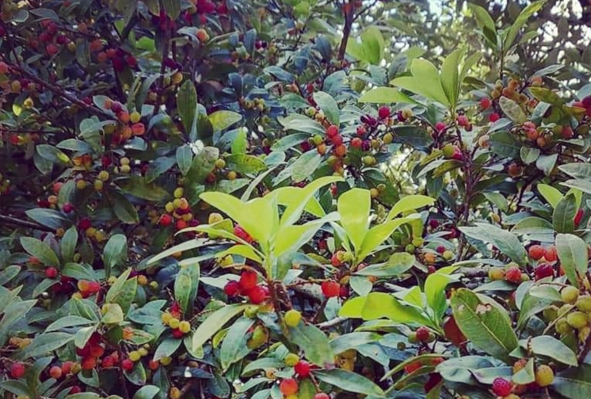 IIT Mandi Himachal News: Myrica esculenta fruit help in  Prevention of Cancer