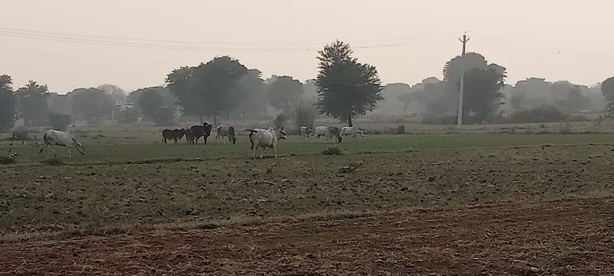 Narnaul's air reached bad level, AQI was 339