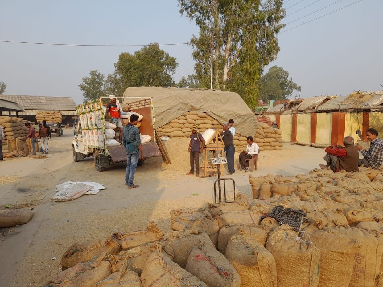 No gunny bags at the purchasing center, rice is being filled in sacks, 1700 quintals of paddy has been bought in Tirwa Mandi