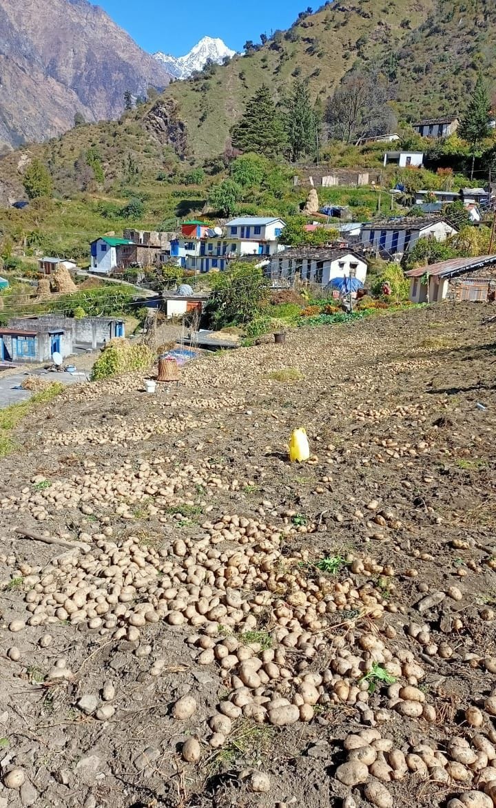 Crop Damage By Road Block