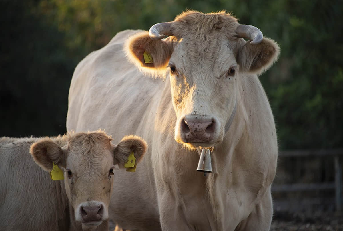 karnal doctor manoj mittal eats cow dung and consumes cow dung urine claim it to be cure of many diseases video goes viral on social media