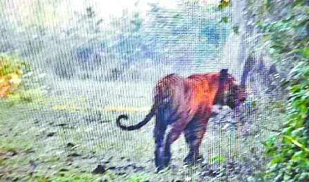 On the third day, a tiger was seen on Dudhwa's road number one.