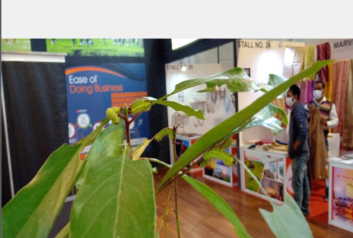 Pragati Maidan Trade Fair Moga silk is shining like gold attracting people doing sari worth lakhs of rupees