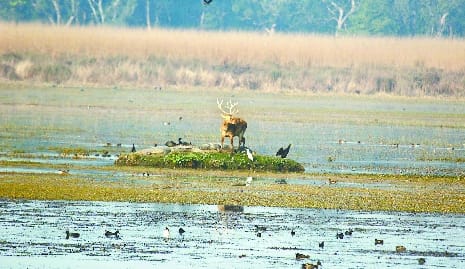 Many reservoirs of the district including the city buzzing with guest birds