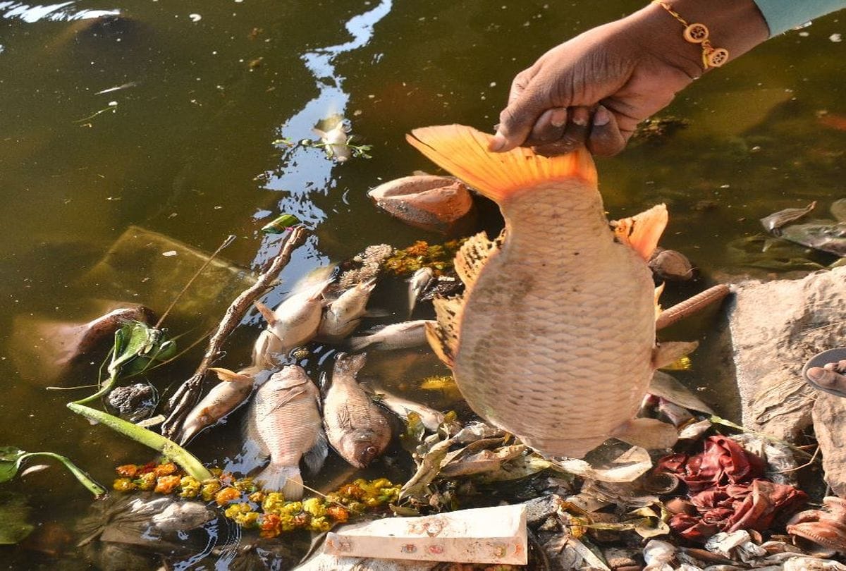 fishes died due to heavy pollution in yamuna