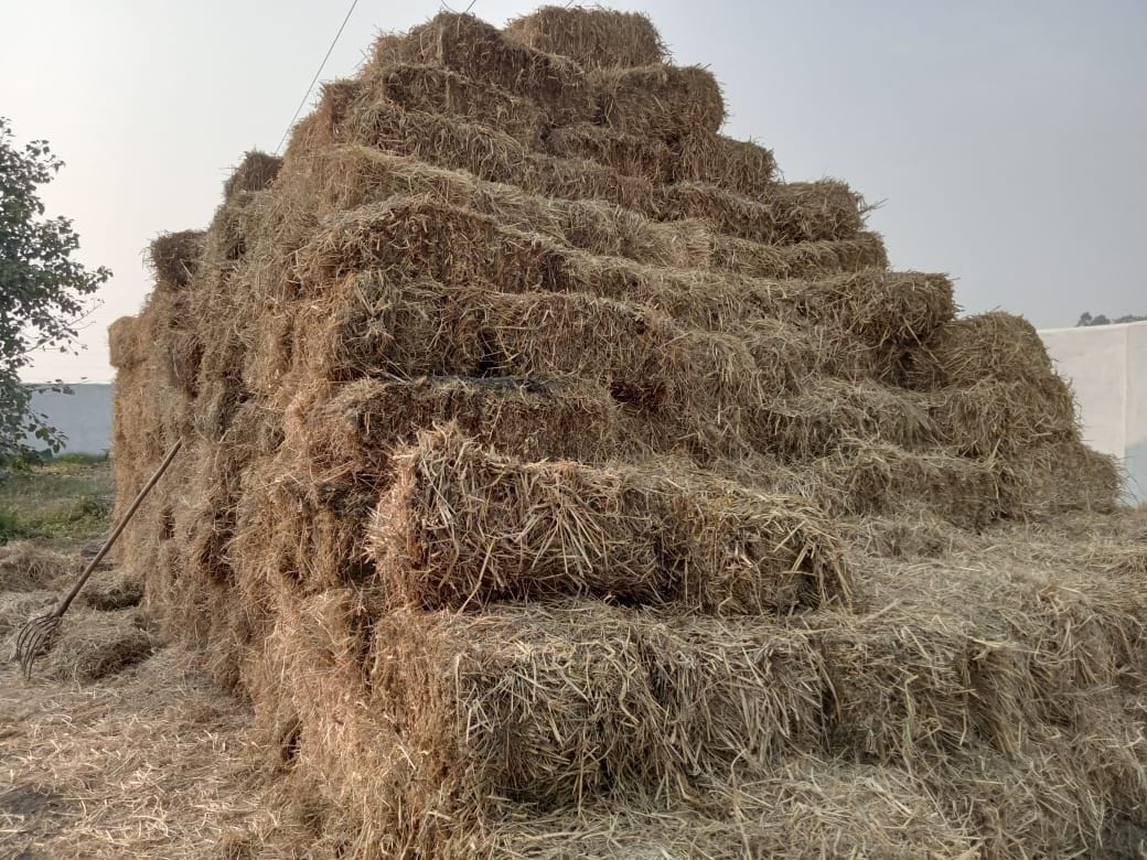 Rahul Chauhan is saving the environment by producing mushrooms from stubble, making manure